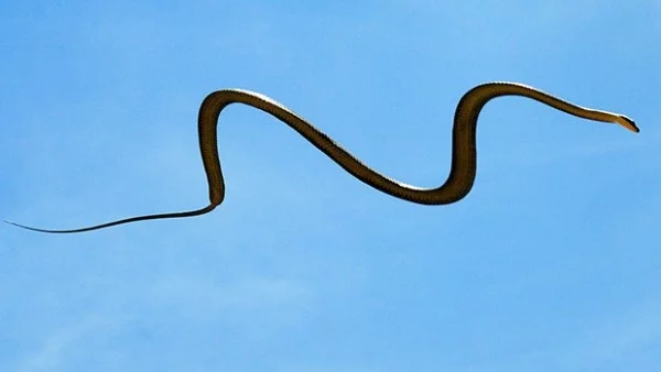 Учени демонстрираха как змиите могат да прелетят на голяма височина
