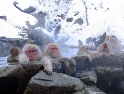 Къде можем да видим снежни маймуни да се топват в горещи извори?