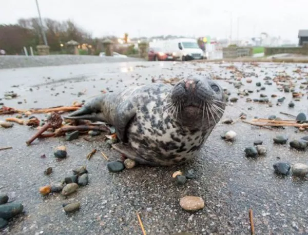 Свирепа буря изхвърли тюлен в задния двор на къща