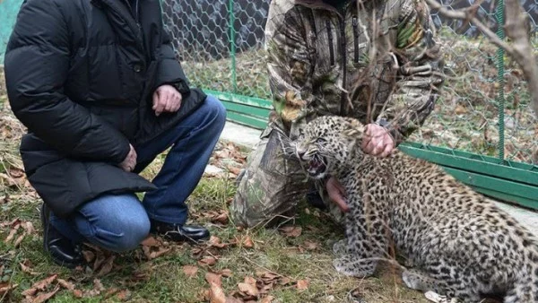 Путин укроти агресивен леопард, който нахапа журналисти