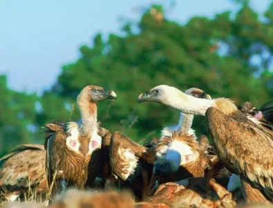 Увеличава се популацията на белоглави лешояди в Източните Родопи