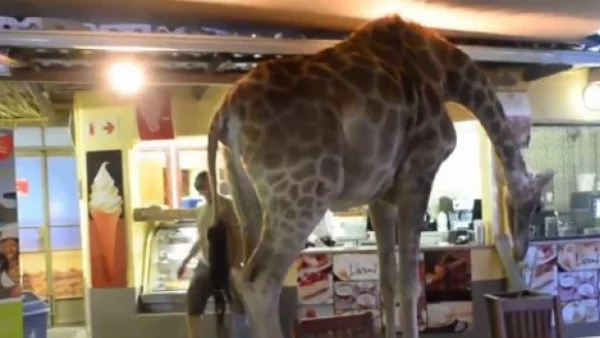 Жираф влезе в ресторант и почти си поръча на бармана