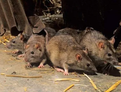 В Албания регистрираха първа жертва на миша треска