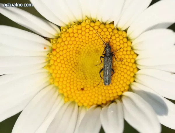 Учени разработват сензорна мрежа от насекоми киборги