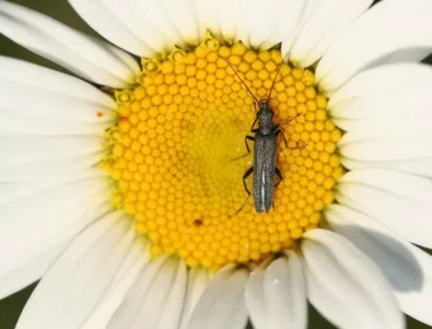 Учени откриха насекоми с разменени гениталии