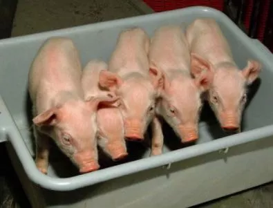 ЕП разшири забраните, касаещи клонирани животни