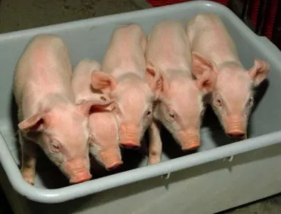 3 случая на трихинелоза в свинско месо са констатирани в Ловешко