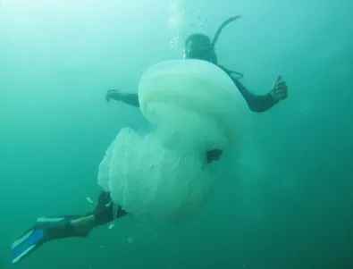 Мистериозна гигантска медуза изненада учени