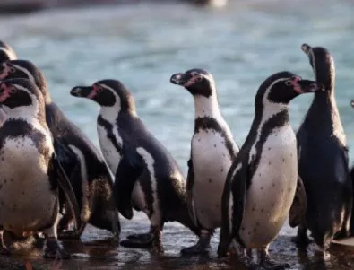 Английски пингвини минаха на антидепресанти