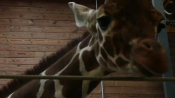 Чечня иска да вземе втория жираф, заплашен от смърт в Копенхаген