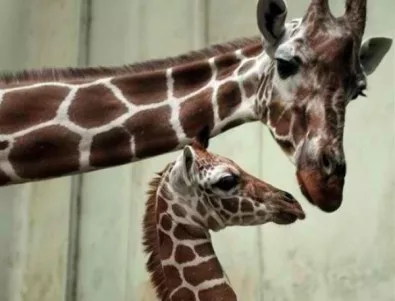 Убиха жирафчето Мариус от зоопарка в Копенхаген