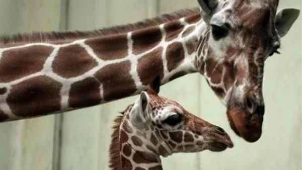 Убиха жирафчето Мариус от зоопарка в Копенхаген