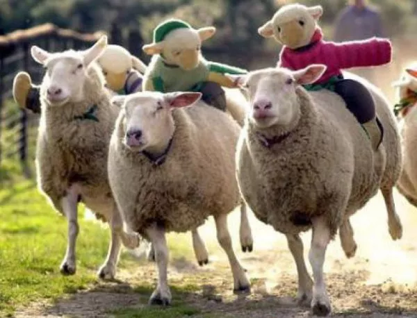 Овчар откраднал 112 овце за 24 хил. лв., всичко започнало с рождения му ден