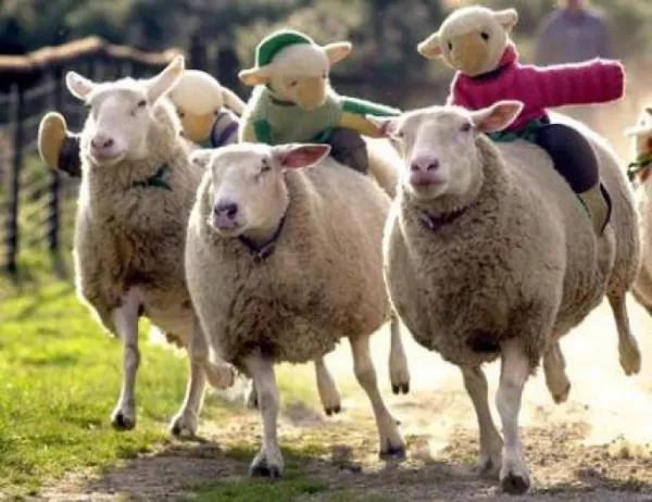 Обява "Търси се овчар, заплата 850 евро" разтърси Facebook (ВИДЕО)