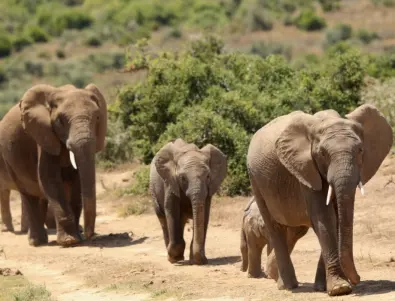 21 интересни факта за слоновете