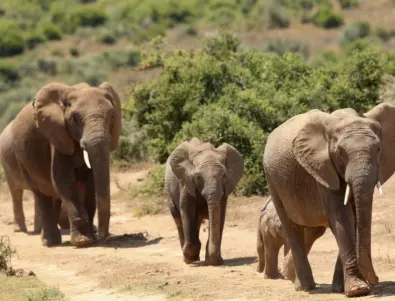 Нов закон в Южна Африка може да прати слонове и жирафи на масата за вечеря