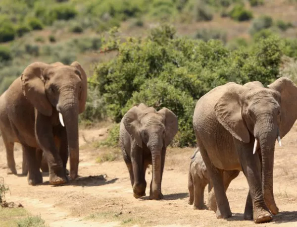 Изследователи разгадаха таен слонски език