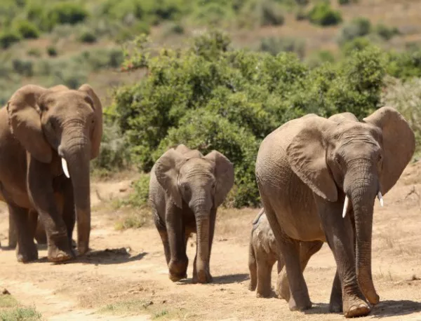 Кланетата на слонове в Африка продължават въпреки екомерките