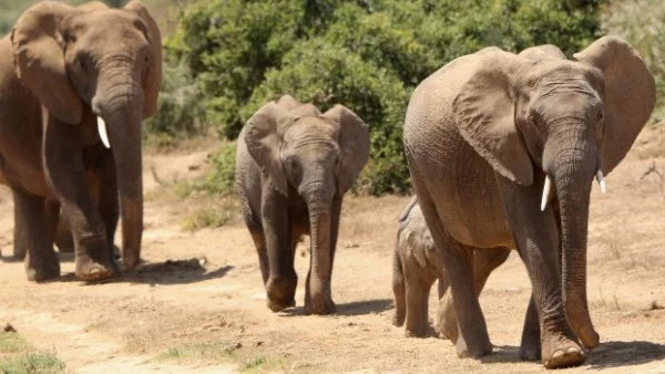 Кланетата на слонове в Африка продължават въпреки екомерките