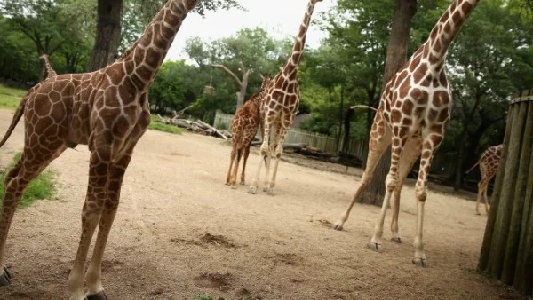 Гибел грози още един здрав жираф от датски зоопарк 