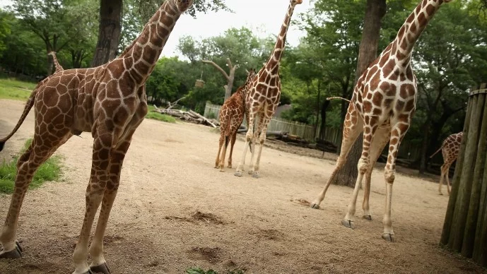 Жирафите са пред изчезване