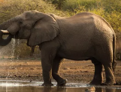 Почина един от най-големите слонове в Африка