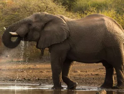 Слон се разплака при освобождаването си след 50-годишно робство