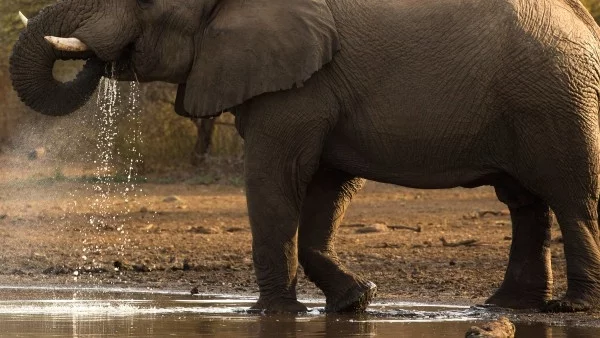 Слон се разплака при освобождаването си след 50-годишно робство