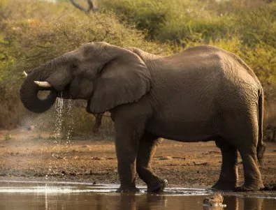 Как оцеляват пустинните слонове?