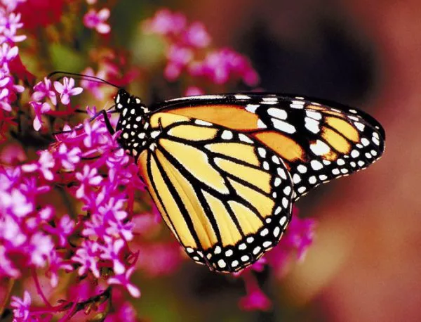 В САЩ създадоха коридор за пеперуди