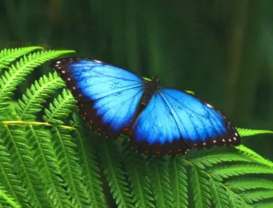 Бургас показва екзотични пеперуди 