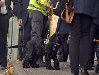 Полицейско куче бе спасено от пенсиониране след  500 успешни акции