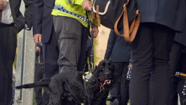 Полицейско куче бе спасено от пенсиониране след  500 успешни акции