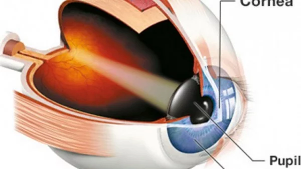 Учени са на път да открият начин за лечение на слепота
