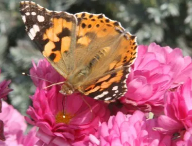 Обработването на пътищата през зимата съкращава живота на пеперудите