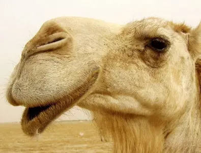 Може ли камилата да пие солена вода?