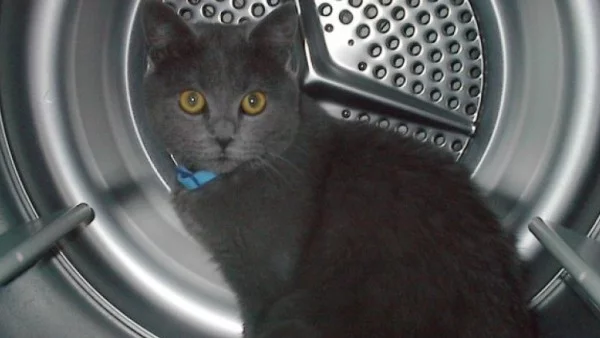 Британец влиза в затвора, защото пуснал котка в сушилня