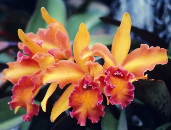 Различни видове орхидеи ще бъдат показани в Ботаническата градина в София от 19 до 26 март