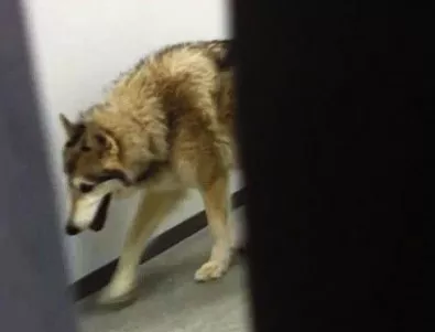 Вълк се разходи пред хотелската стая на състезателка в Сочи