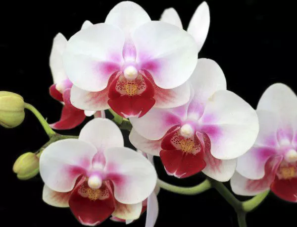 Царството на орхидеите край Варна се увеличи с два нови вида