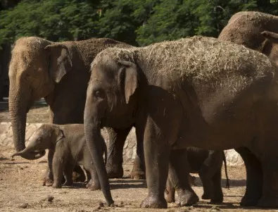 Азиатските слонове се утешават един друг, когато са стресирани