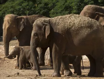 Бракониери отровили 62 слона с цианид