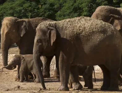 Популацията на слонове застрашително намалява