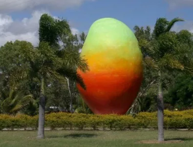 Крадци „отмъкнаха“ гигантско манго в Австралия
