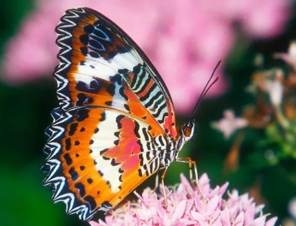 Пускат живи тропически пеперуди в Природонаучния музей в Бургас