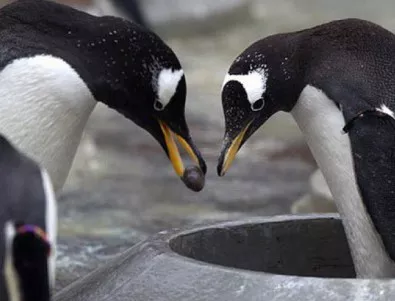 Два гей пингвина си излюпиха пингвинче и са примерни родители