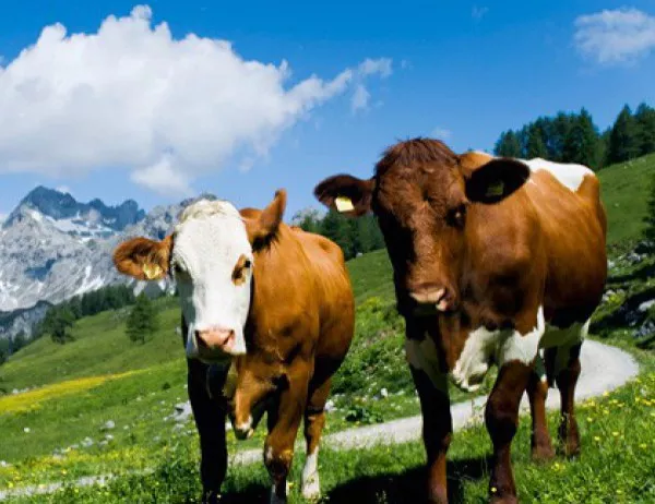 Нова Зеландия планира да убие около 150 000 крави