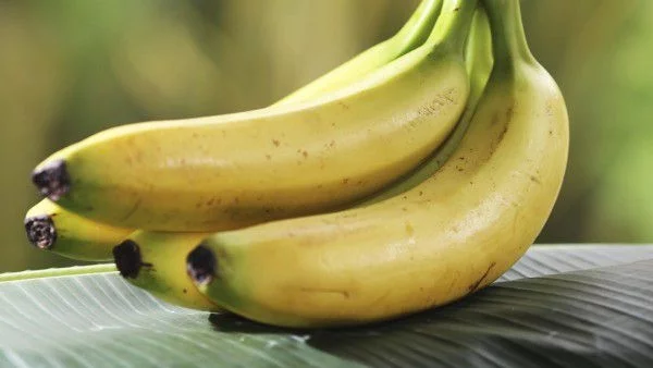 Как зреят бананите в Бургас?