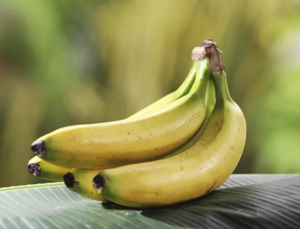 Банани и бамбук растат в манастир край Пловдив