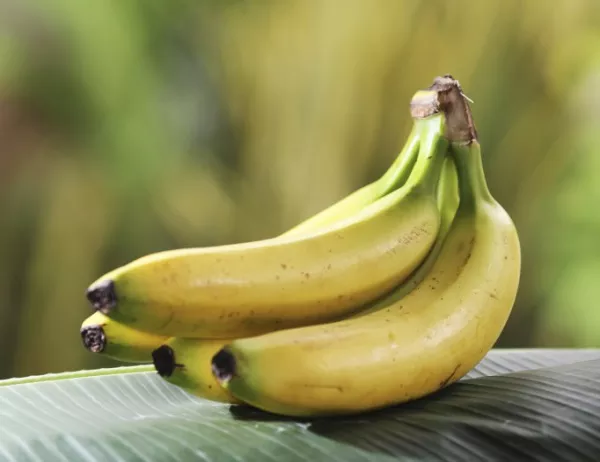 Данъчните продават близо 40 тона банани